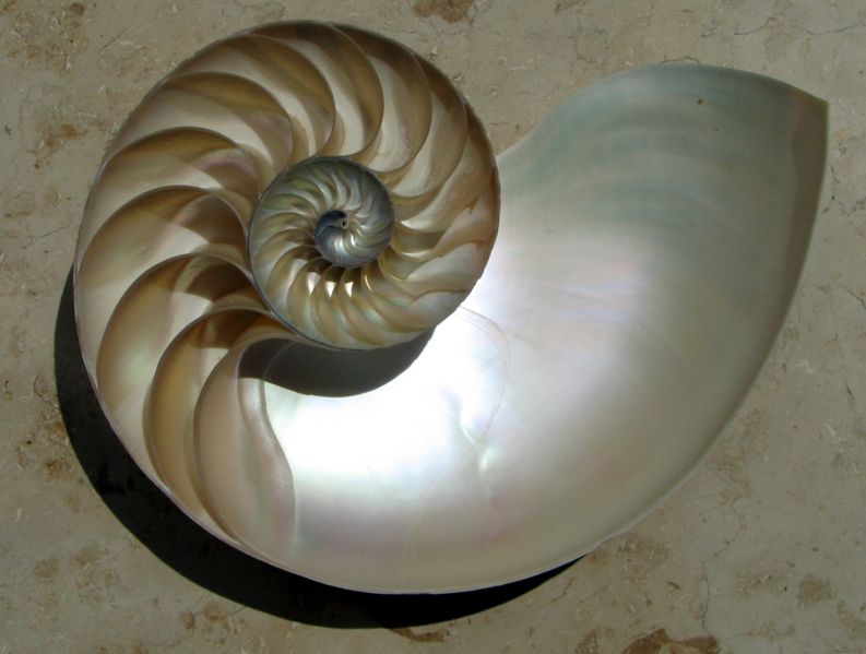 File:Nautilus.jpg