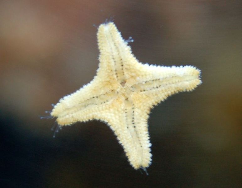 File:Baby-starfish.jpg