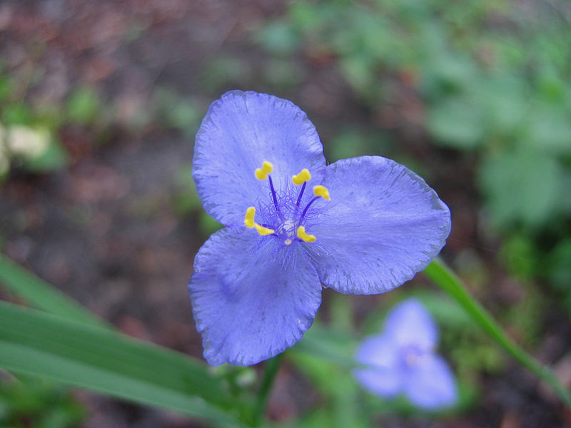 File:Spiderwort-Blue-Flower.jpg