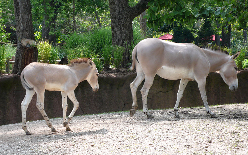 File:Somali Wild Ass pair.jpg