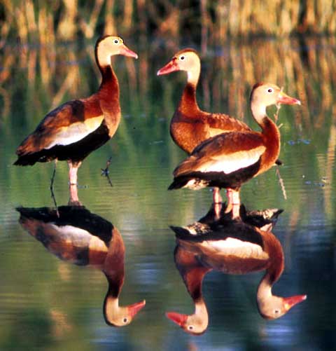 File:Whistling-Duck.jpg