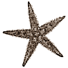 File:Starfish.gif