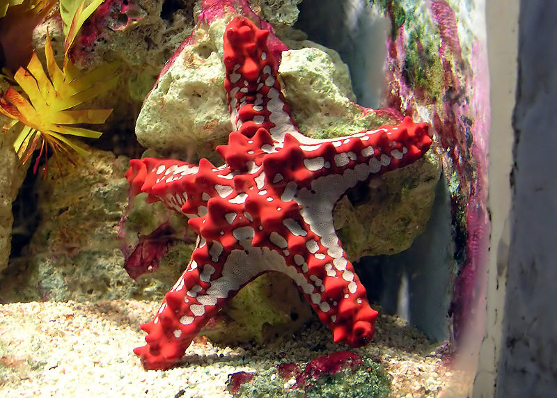 File:Red-knobbed-starfish.jpg