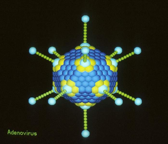 File:Adenovirus.jpg