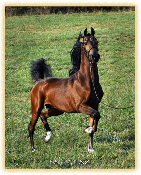 File:Arabian-horse.jpg